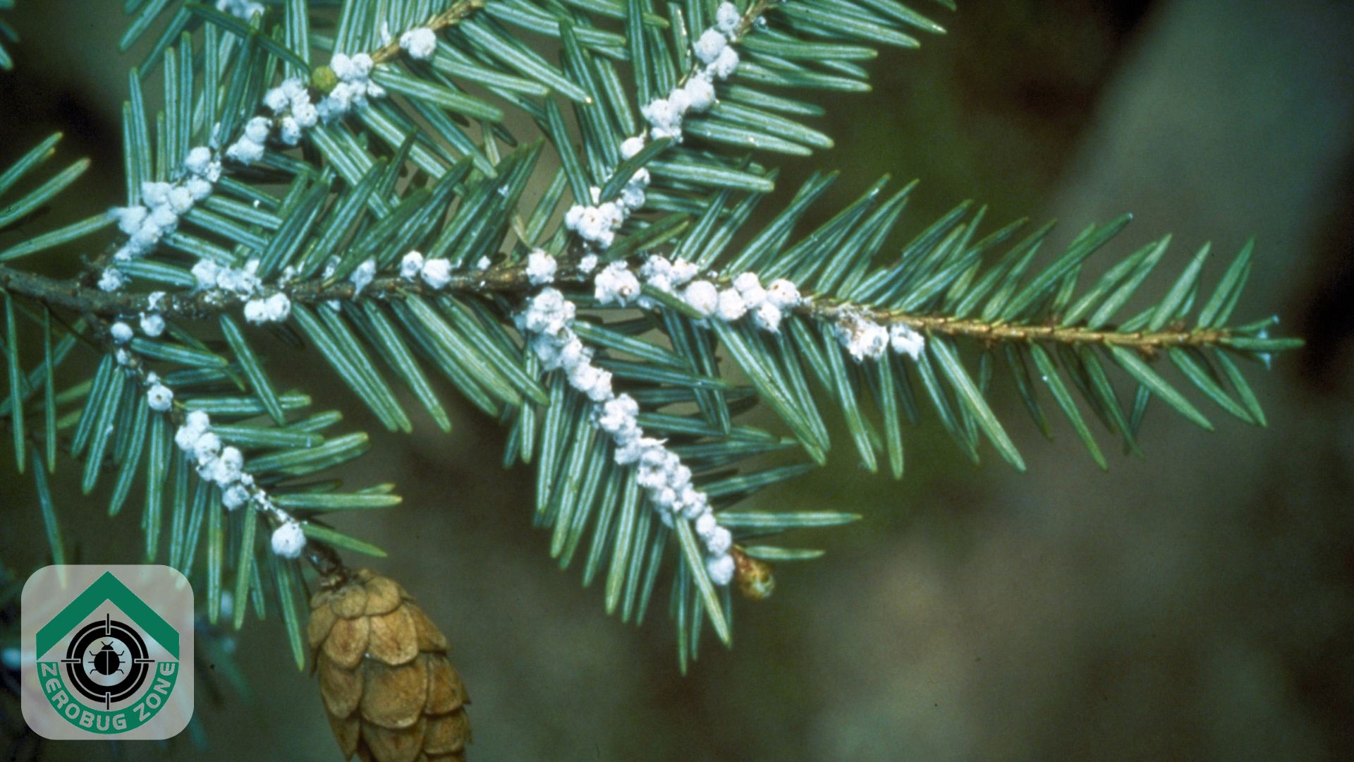Christmas Tree Pests