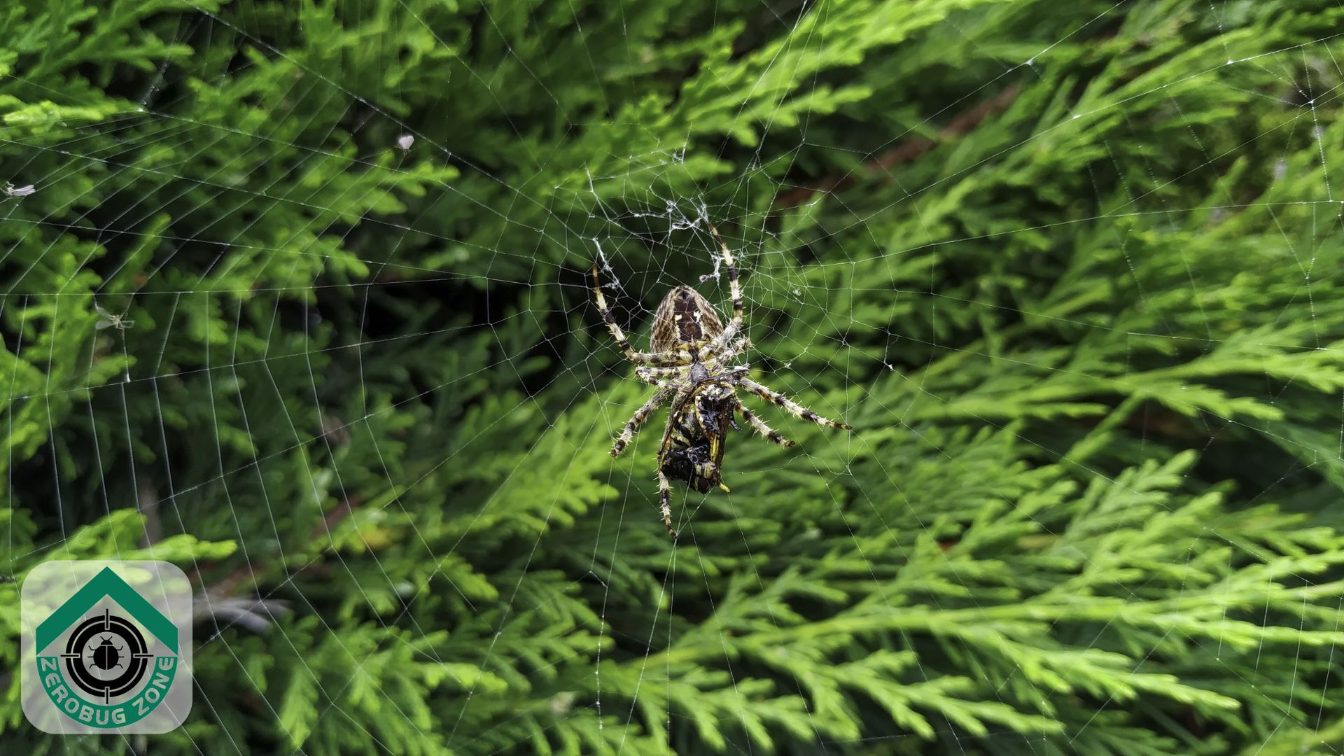 Spiders: Non-venomous but can be a source of holiday-induced paranoia