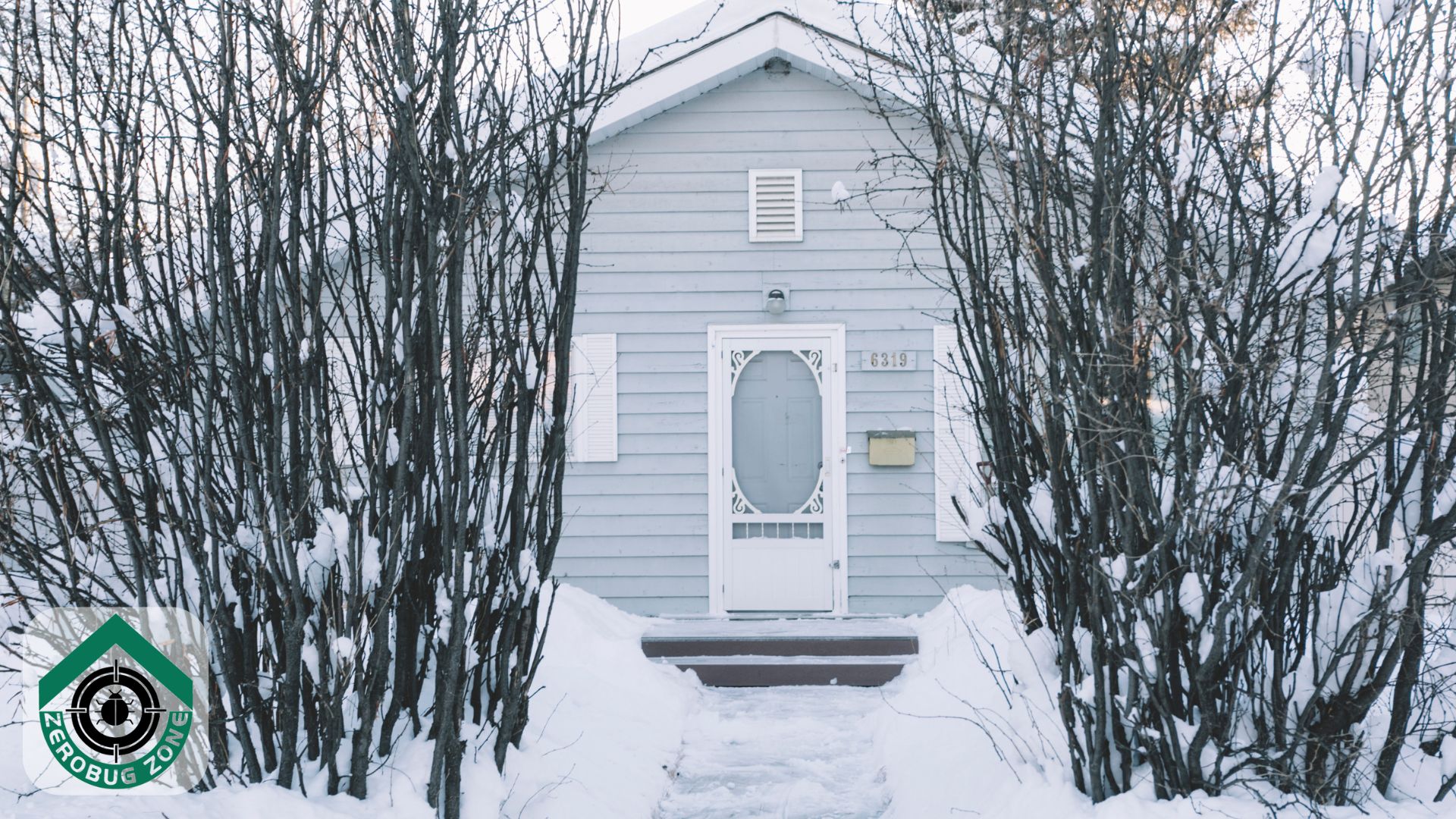 Uninvited Winter Guests: Overwintering Insects in Your Home