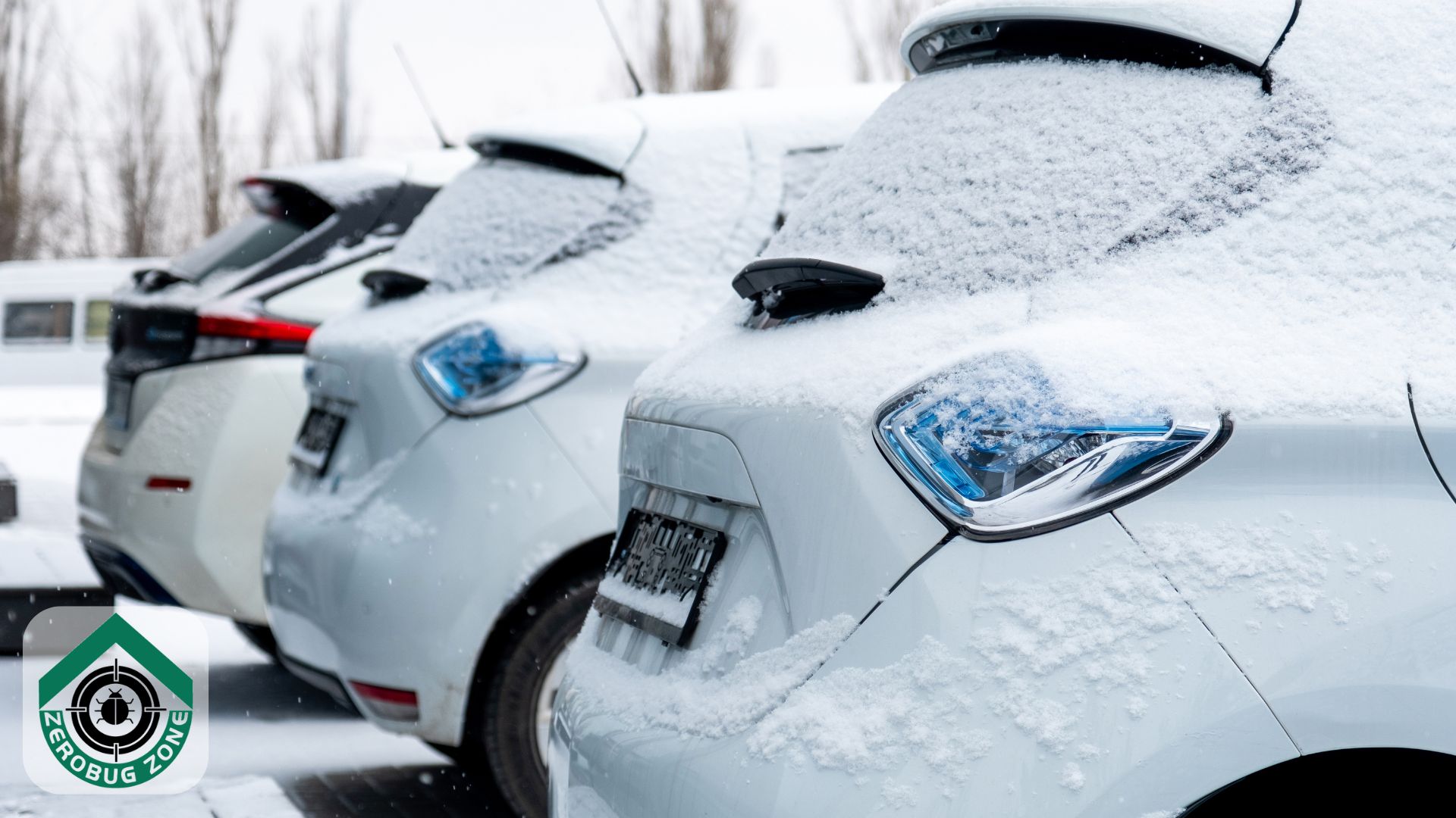 Why Bed Bugs Thrive During GTA Winters