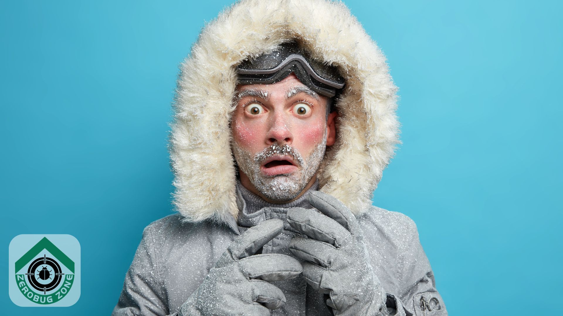 Winter Pest Myths Debunked: 5 Misconceptions to Forget