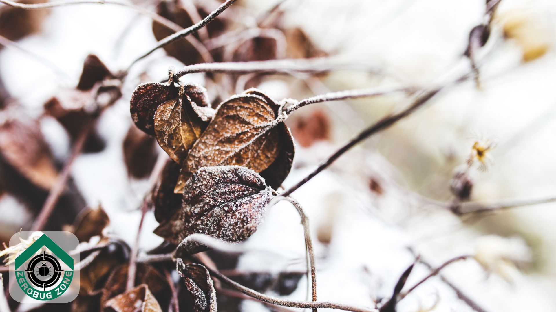Myth 1: Cold Weather Kills All Pests