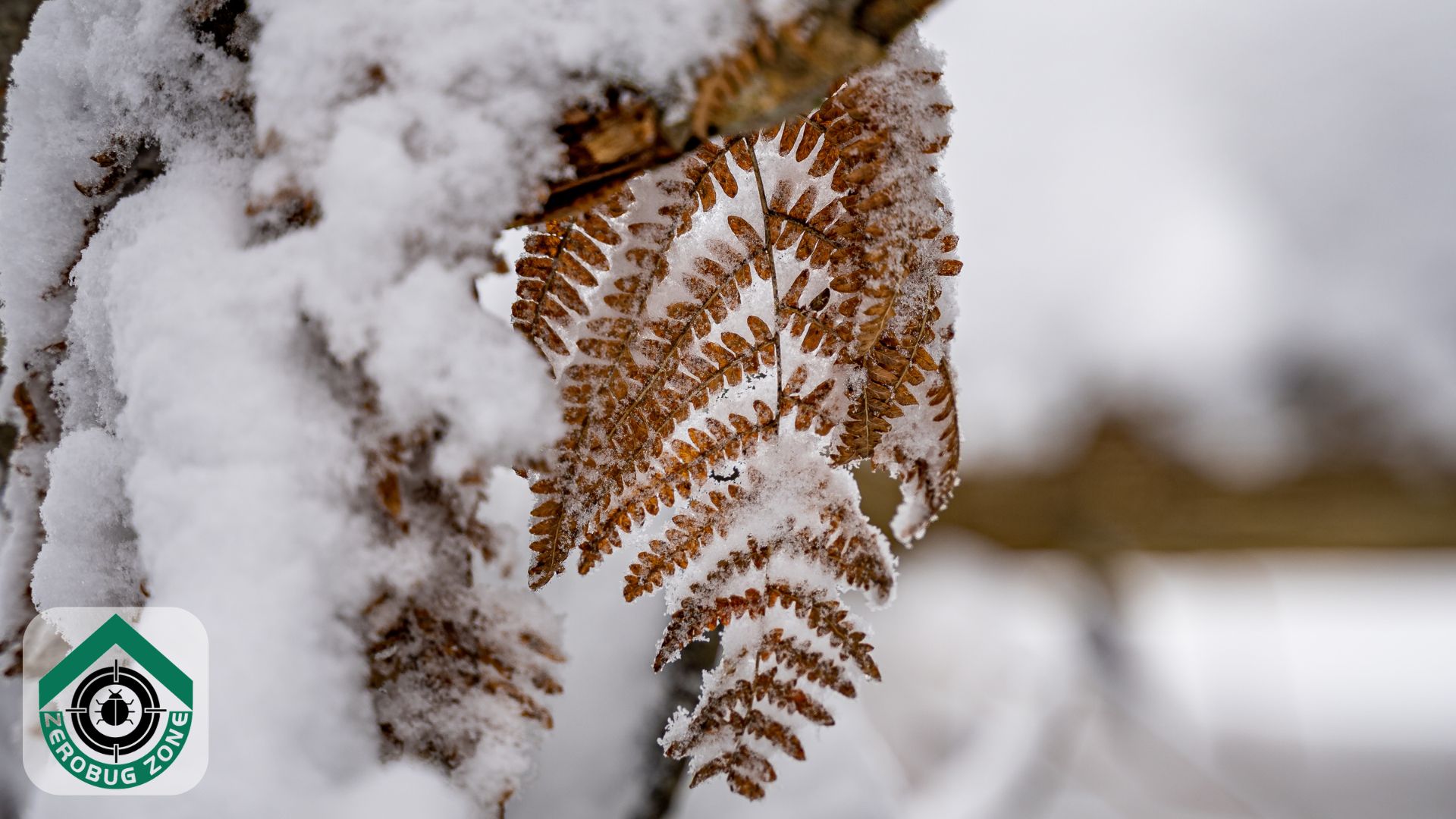 Myth 3: If You Don’t See Pests, You Don’t Have a Problem