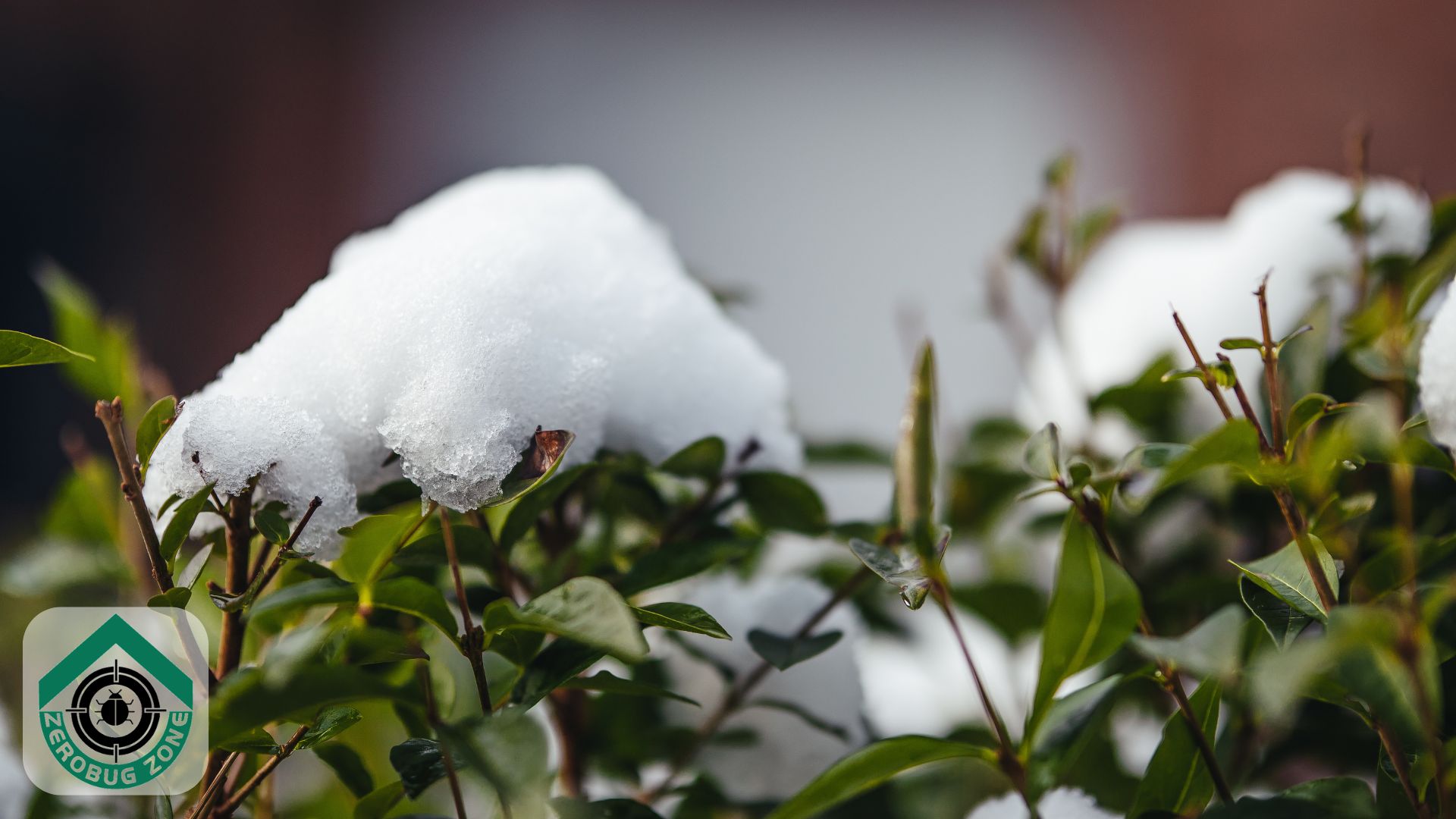 Why Winter Is a High-Risk Season For Indoor Pest Infestations