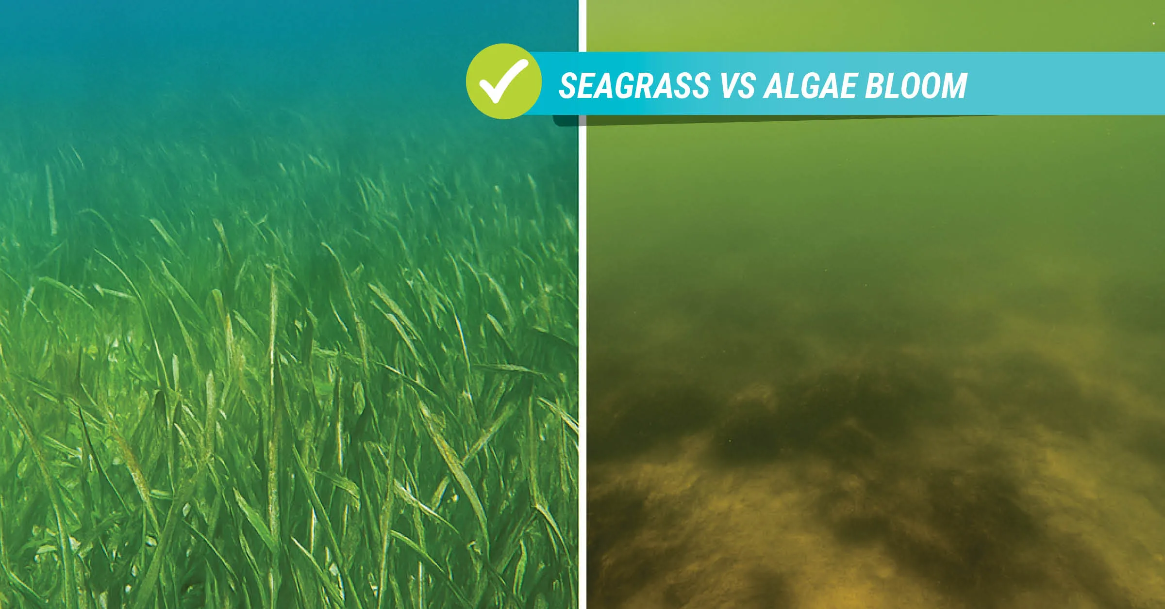 Side-by-side underwater comparison showing healthy green seagrass on the left and a murky algae bloom on the right, illustrating the impact of nutrient pollution on lagoon ecosystems.