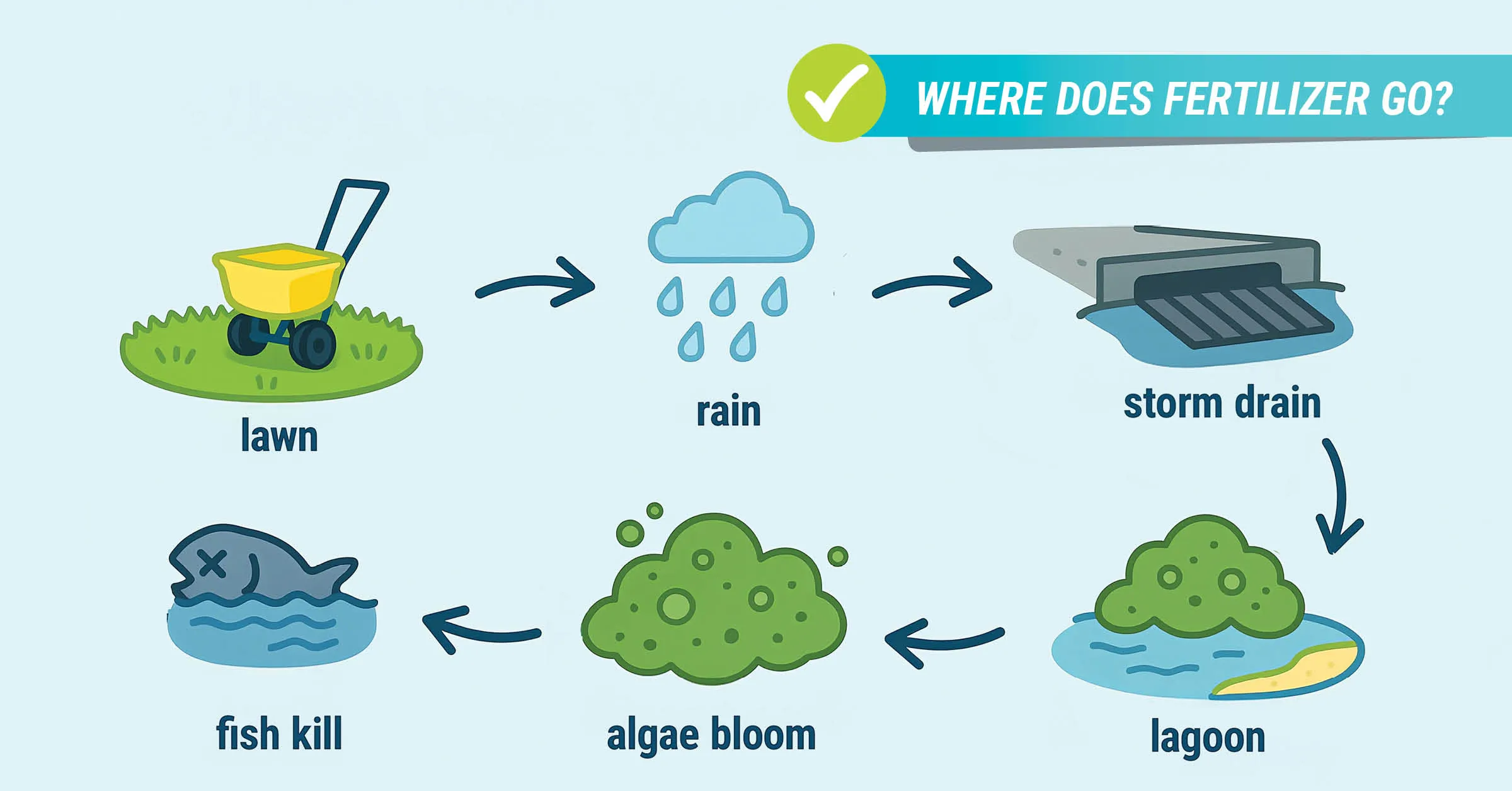 Diagram titled “Where Does Your Fertilizer Go?” showing a step-by-step flow: fertilizer spread on a lawn, washed away by rain, entering a storm drain, polluting the lagoon, causing algae blooms, and leading to fish kills.