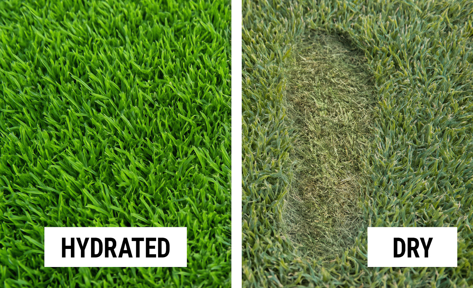 Side-by-side lawn comparison: hydrated grass on the left springs back upright, while on the right, a footprint remains flattened in dry grass.