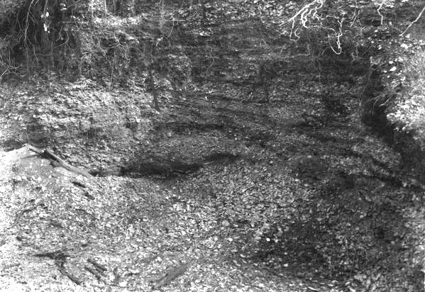 Excavated shell midden in Florida showing layers of oyster and clam shells left behind by early Indigenous communities.