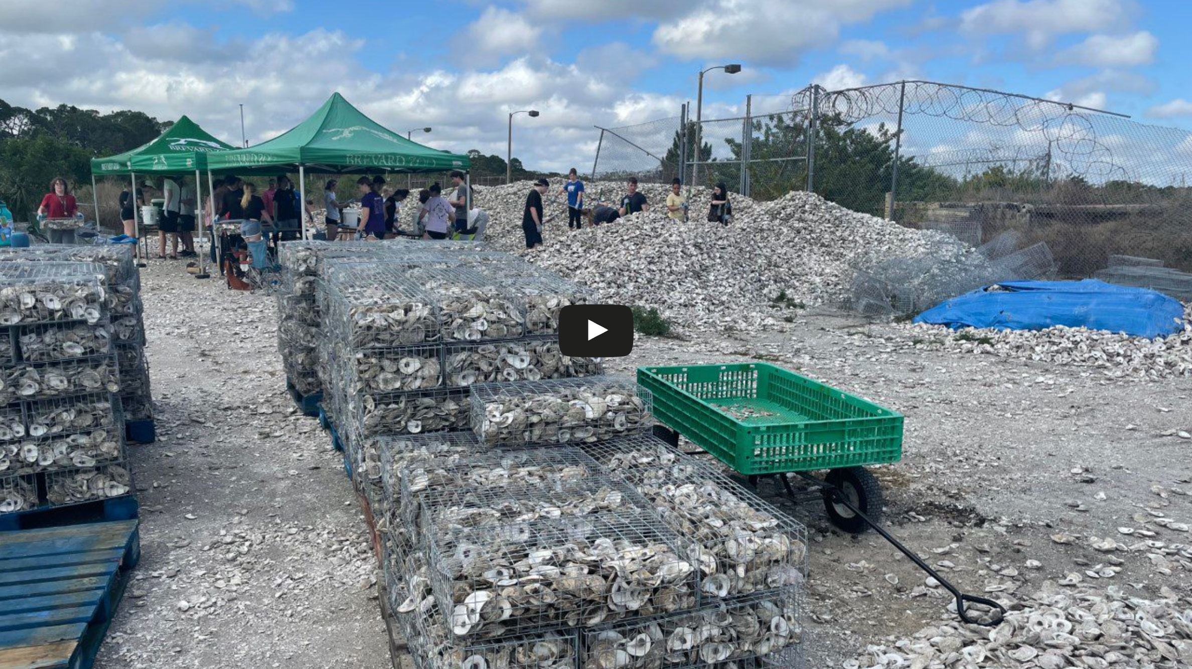 Volunteers at Brevard Zoo’s oyster shell recycling site preparing shell-filled gabion cages for Restore Our Shores reef restoration projects.