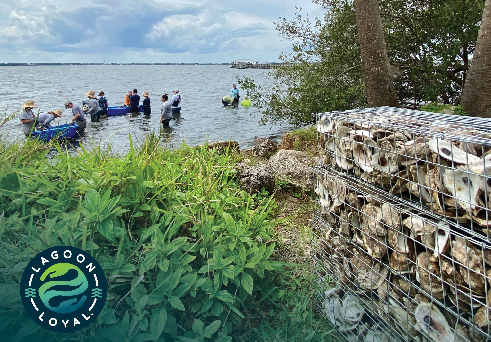 Volunteers wade into the Indian River Lagoon placing oyster restoration materials, with cages of recycled oyster shells stacked on shore.