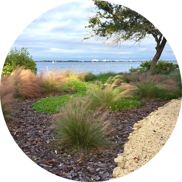 Native shoreline landscape featuring pink muhly grass and coastal trees along the Indian River Lagoon.