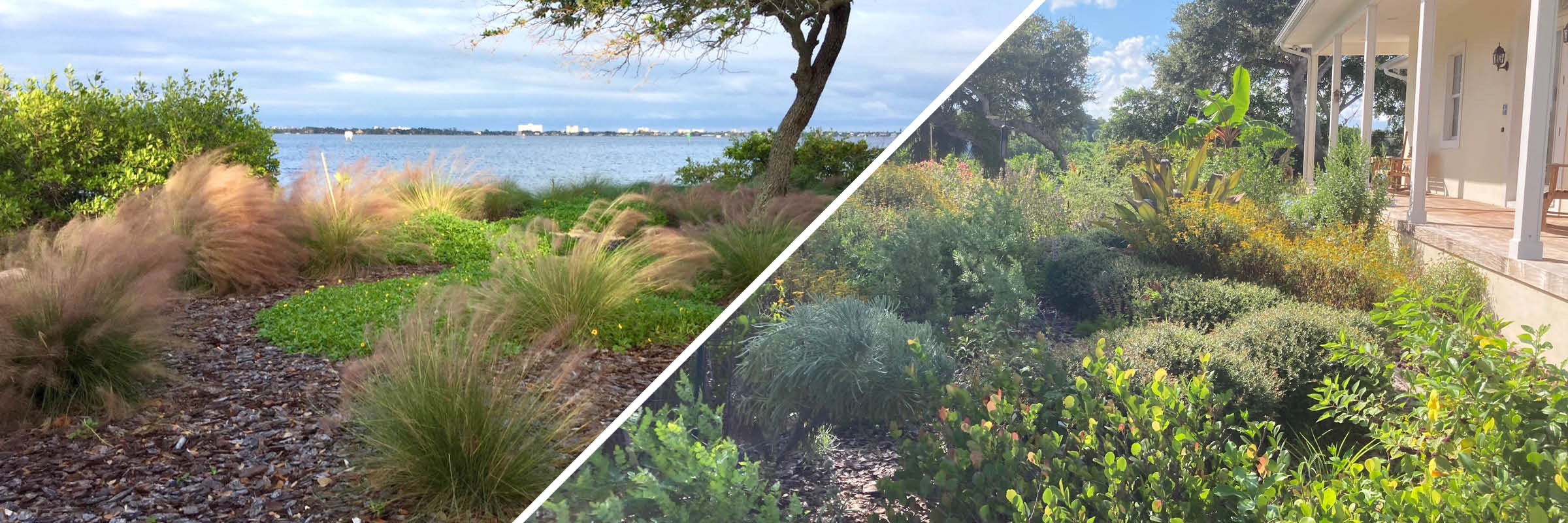 Two side-by-side photos: native shoreline landscaping with pink muhly grass near the lagoon, and a front yard filled with native flowering plants and shrubs.