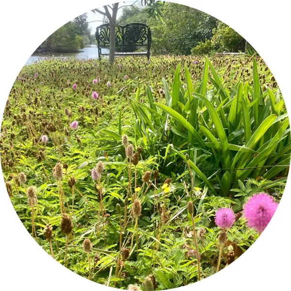 Bench overlooking the lagoon, surrounded by blooming sunshine mimosa groundcover with pink puffball flowers.