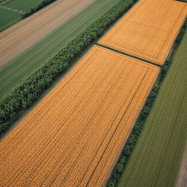 Explore how annotated drone imagery revolutionizes corn-field monitoring, empowering AI to assess crop health and boost agricultural productivity.