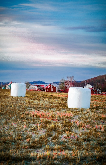 Learn how to prepare and annotate weed detection datasets for agricultural AI, including segmentation, labeling rules and field variability management.