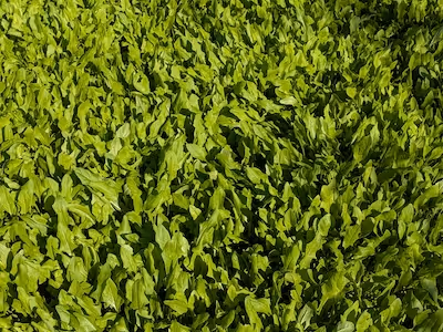 Learn how plant classification works in modern agriculture using computer vision and annotated datasets, including methods, challenges and real-world applications.