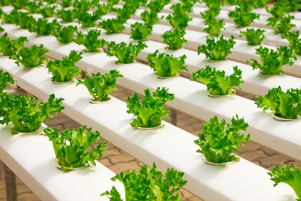 Servicios de anotación de plantas