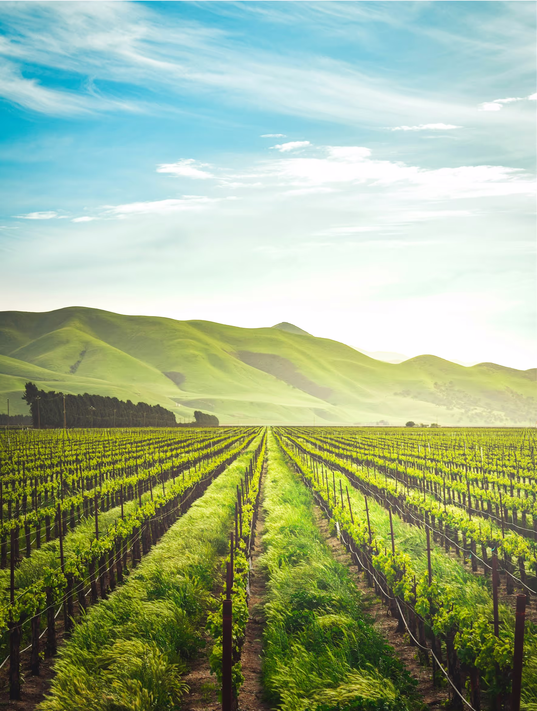 Illustration of AI data labeling for agriculture and environmental monitoring