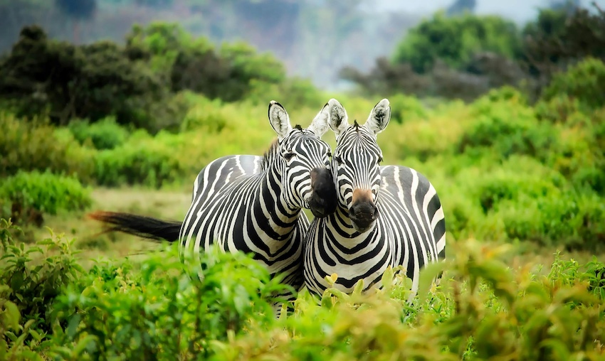 Illustration of AI data labeling for wildlife and ecological monitoring