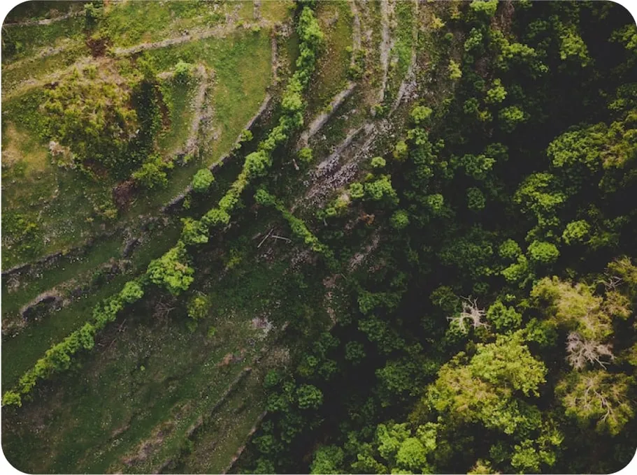 Arial shot of field and trees