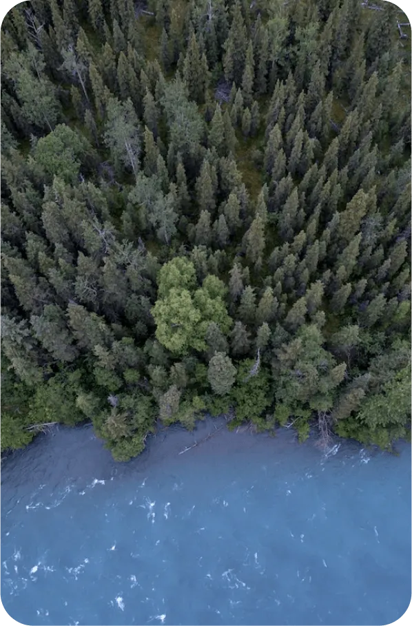 Forest filled with threes next to water