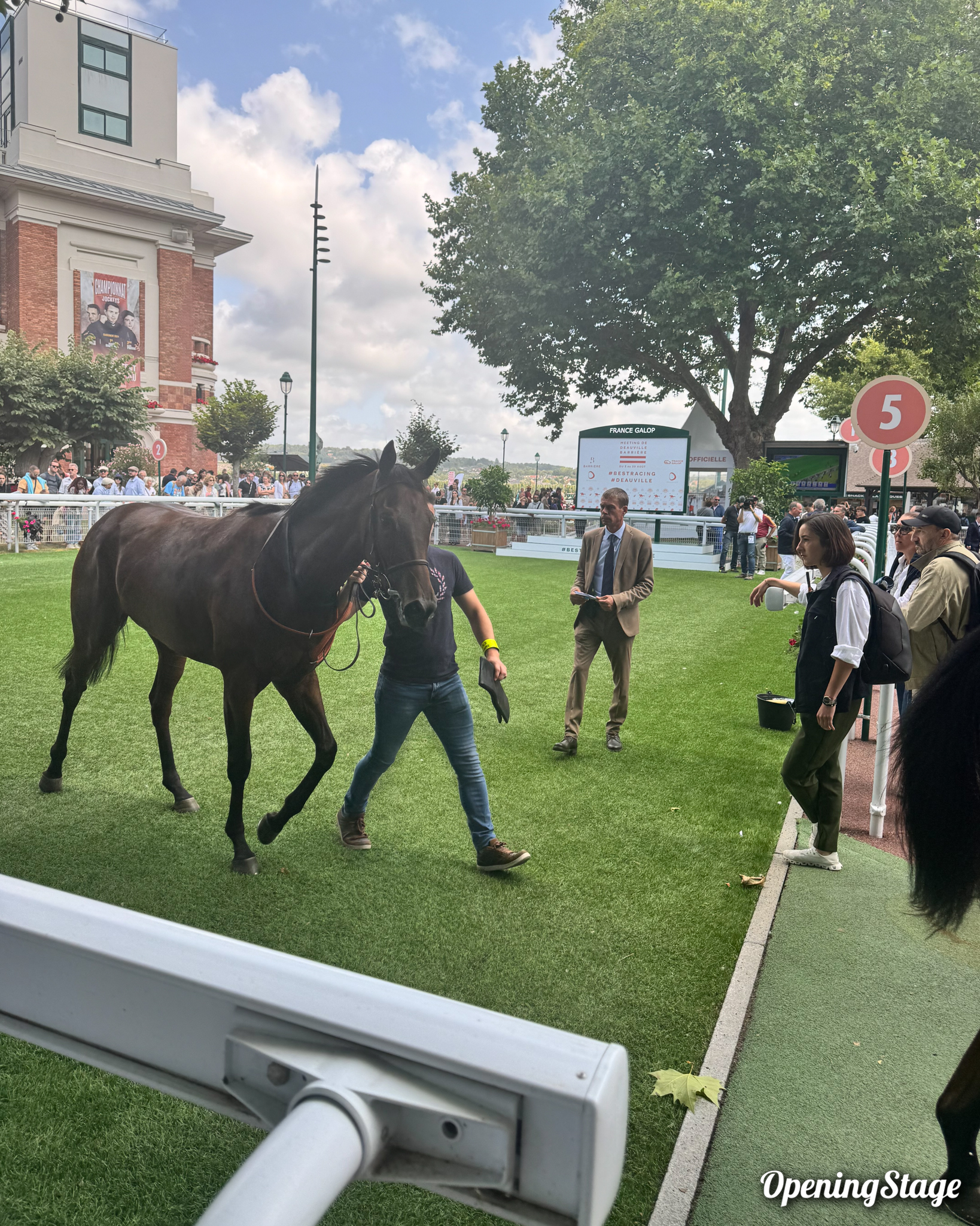un cheval à l'hippodrome de Deauville