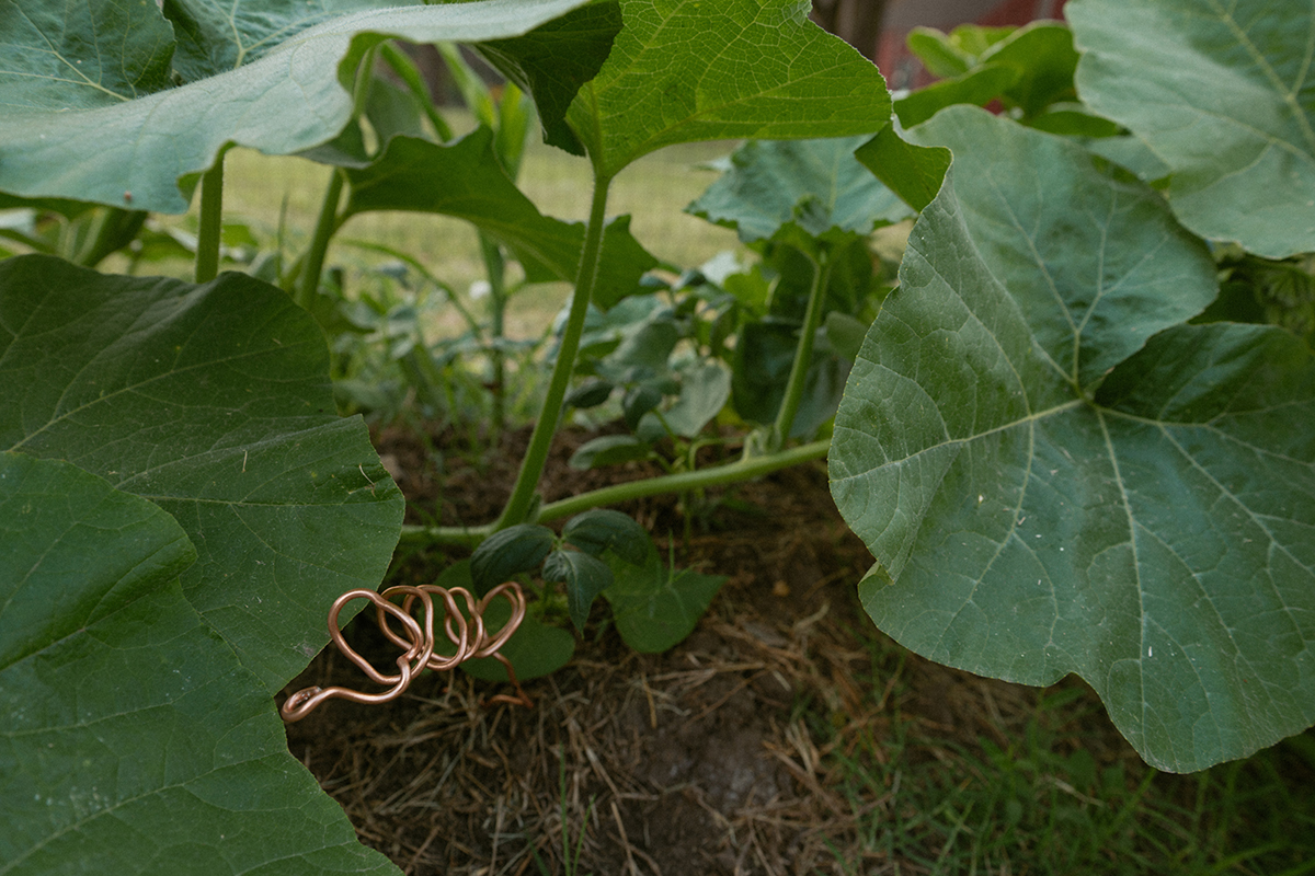 Huge squash leaves next to an electroculture gardening tool, used to help plants grow bigger.