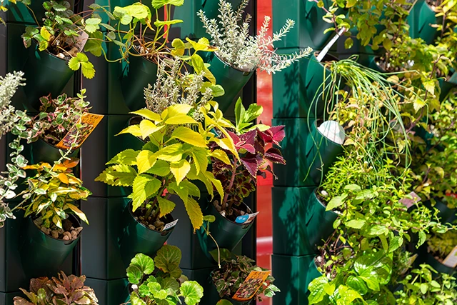 栽培中のハーブ類