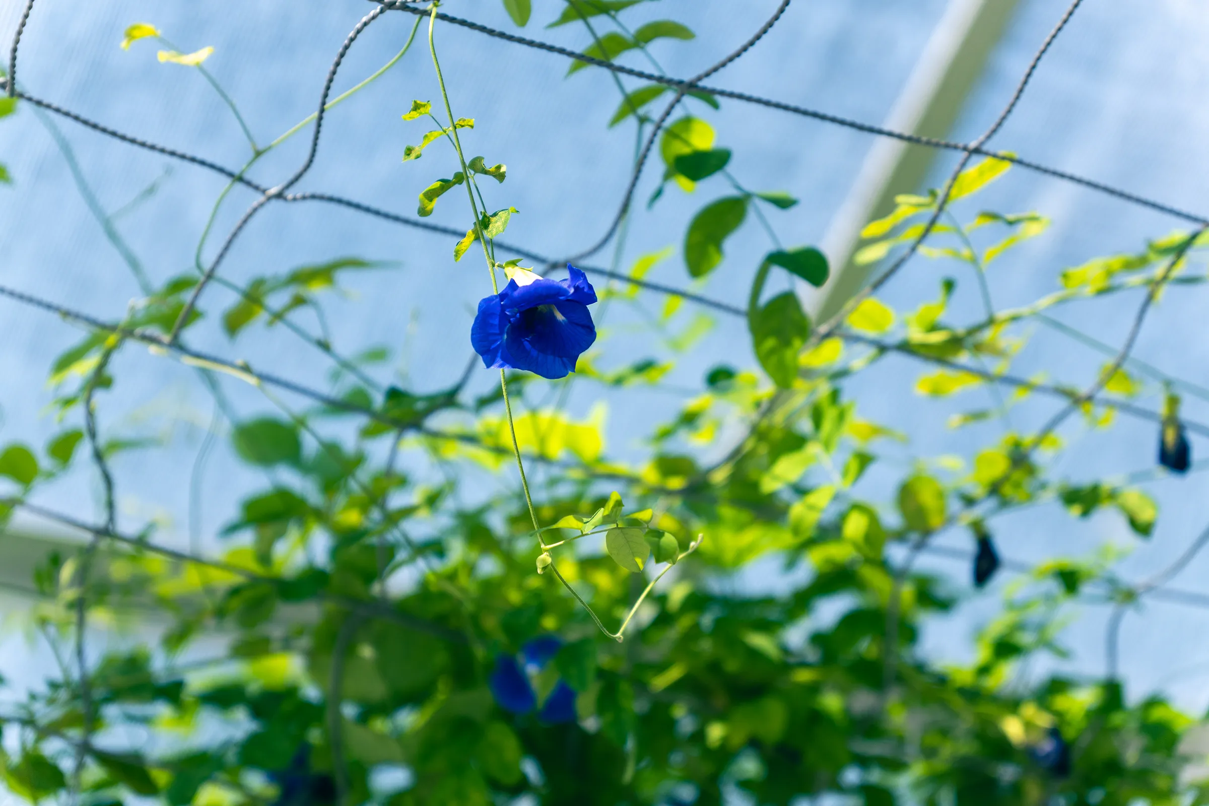 ネットに這った蔓性植物