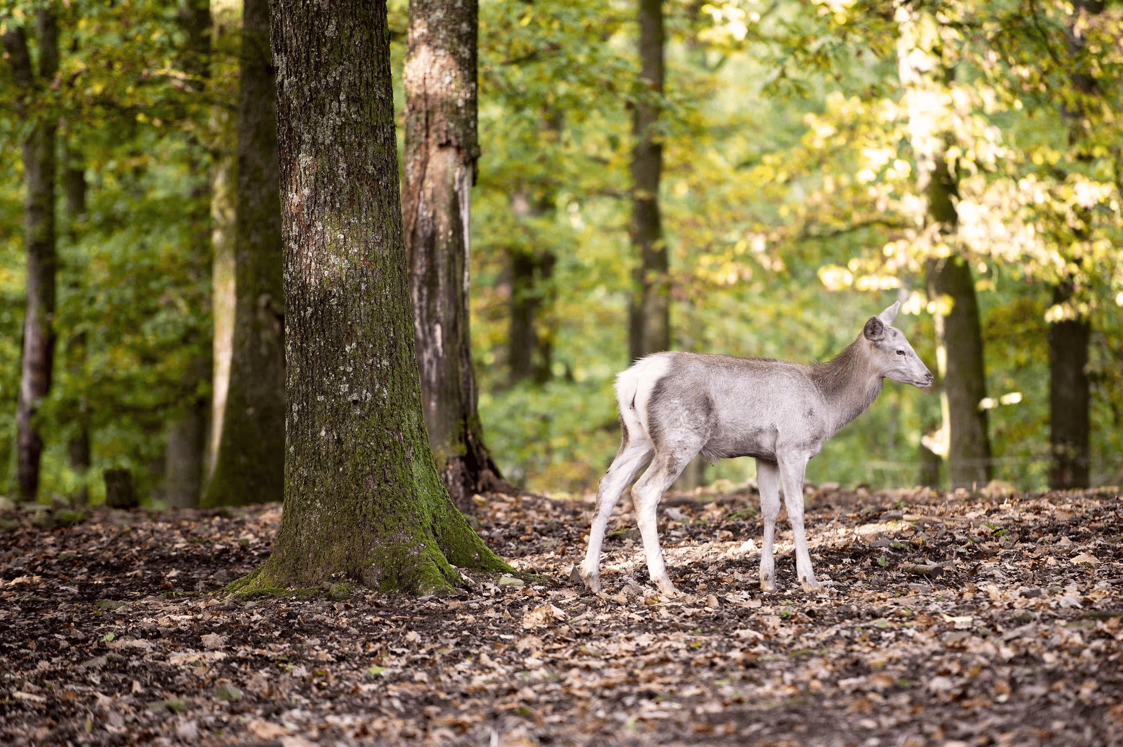 WILDPARK ST-HUBERT