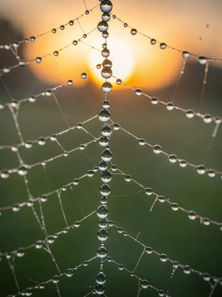 Dew on a spider web