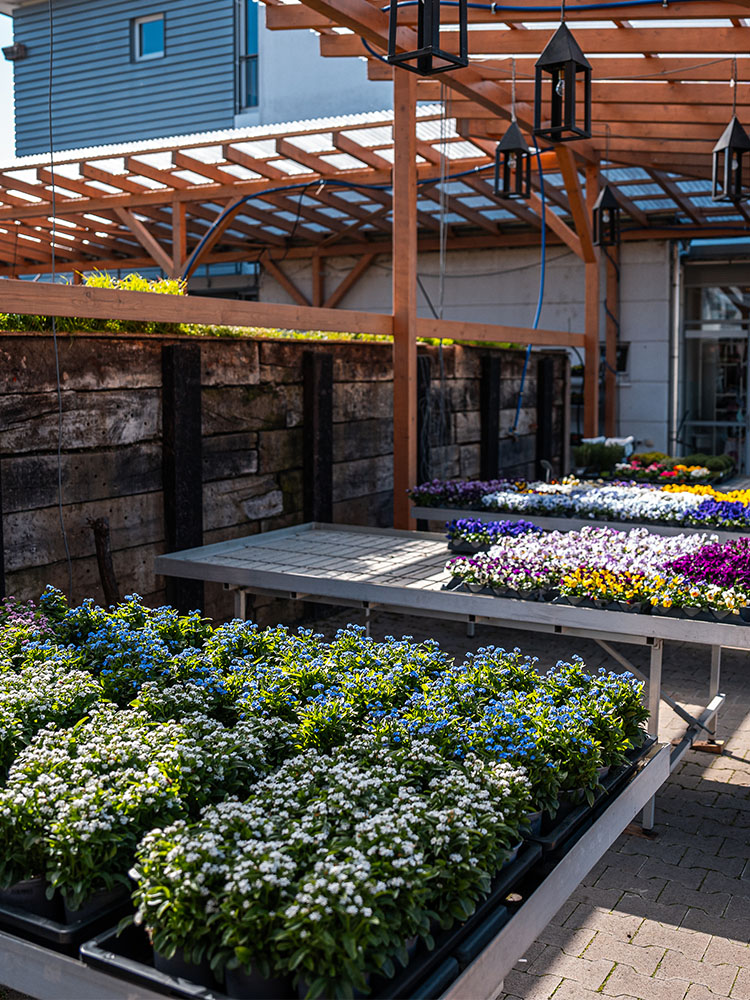 Gelbe Balkonpflanzen