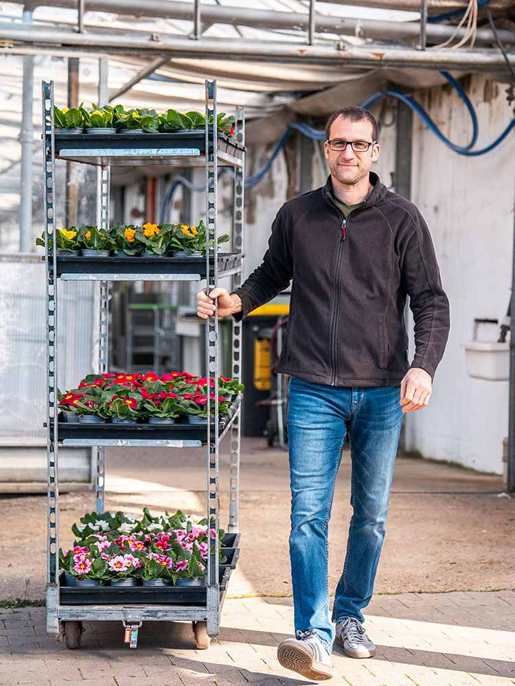 Gelbe Balkonpflanzen