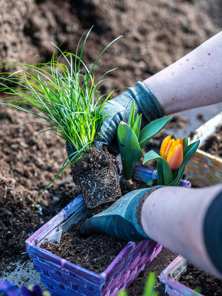 Gelbe Balkonpflanzen