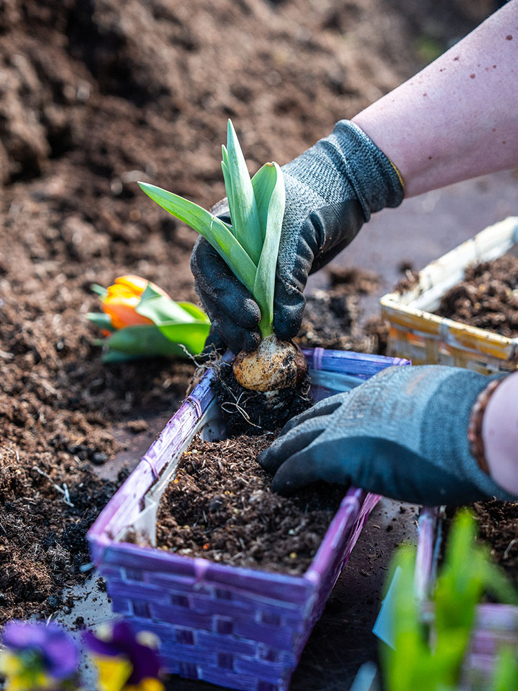 Gelbe Balkonpflanzen