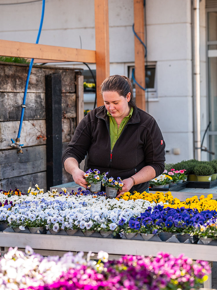 Gelbe Balkonpflanzen