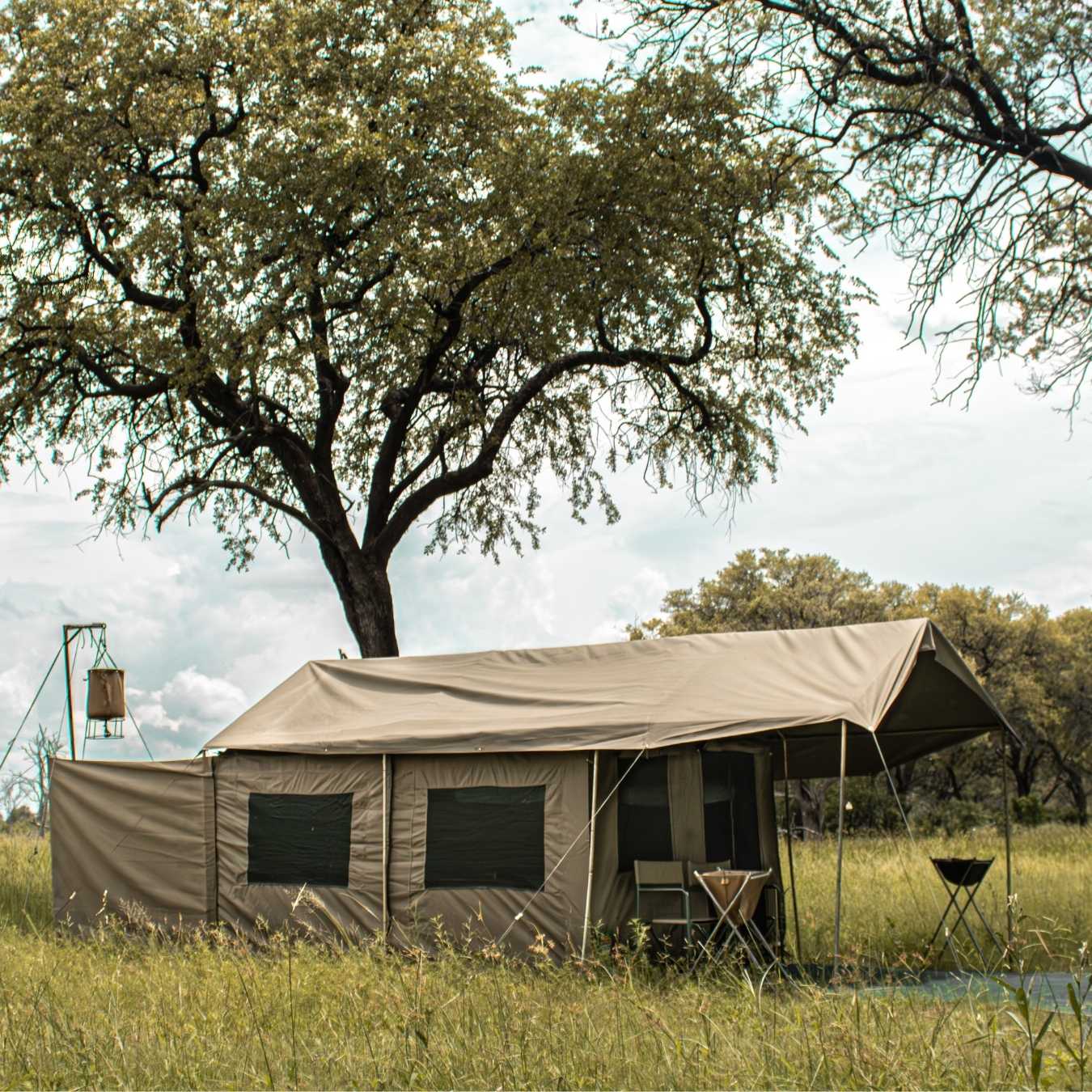 Canvas safari tent under a tree at a mobile camp in Botswana