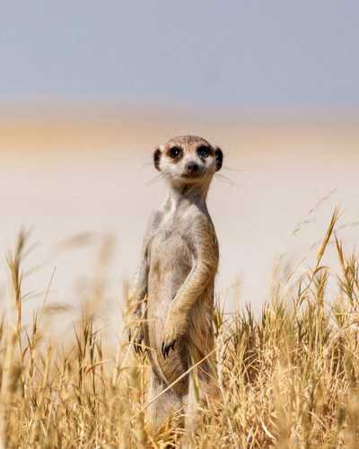 Meerkat standing upright in dry grass in the Makgadikgadi, Botswana