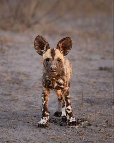 African wild dog in Botswana