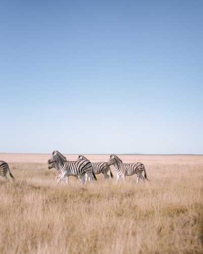 Zebras on the grasslands of Etosha National Park, Namibia