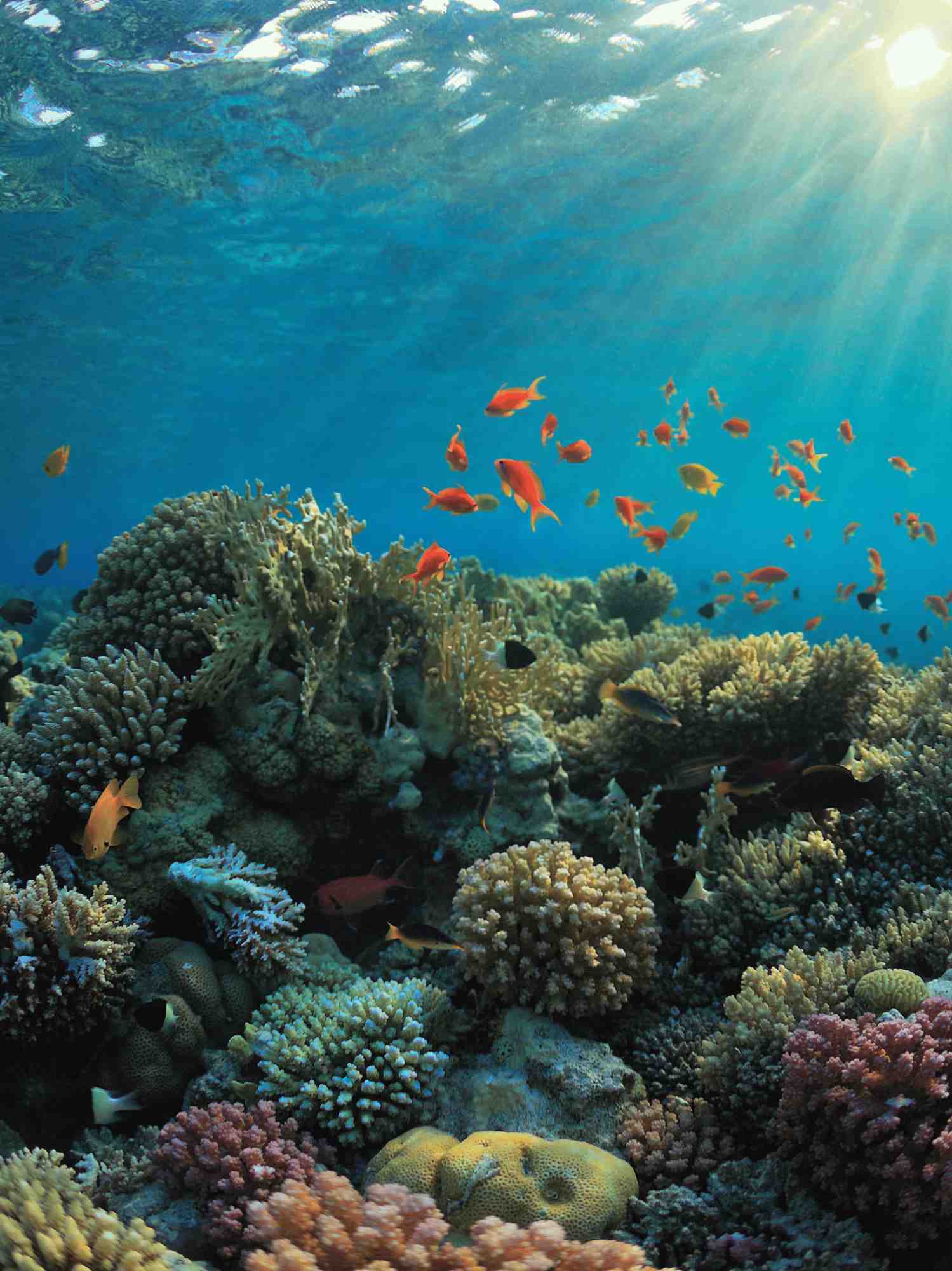 Coral reef and orange fish in the Red Sea