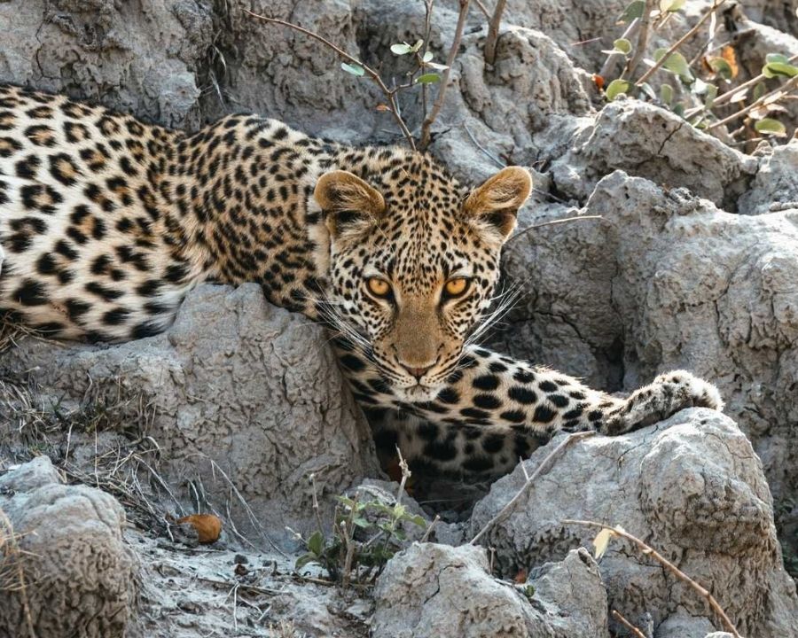 Leopard resting on rocks in Botswana