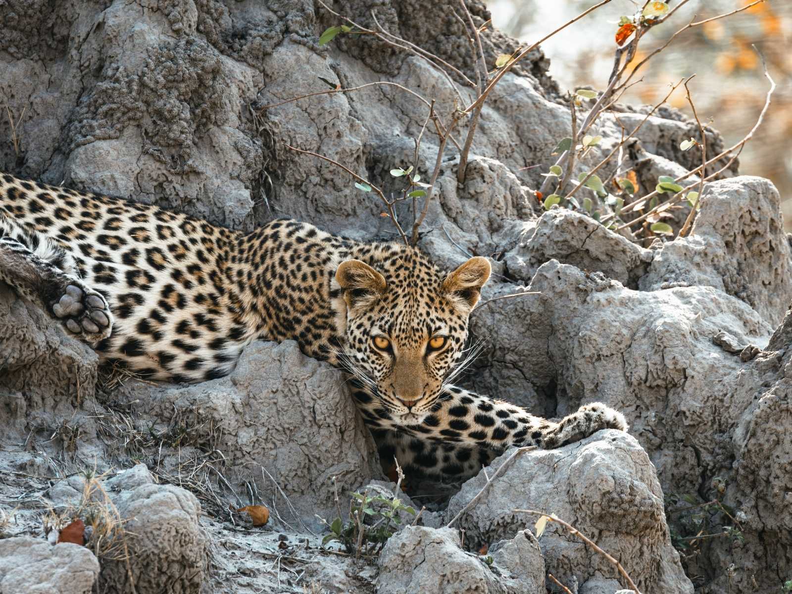 Leopard resting on rocks in Botswana