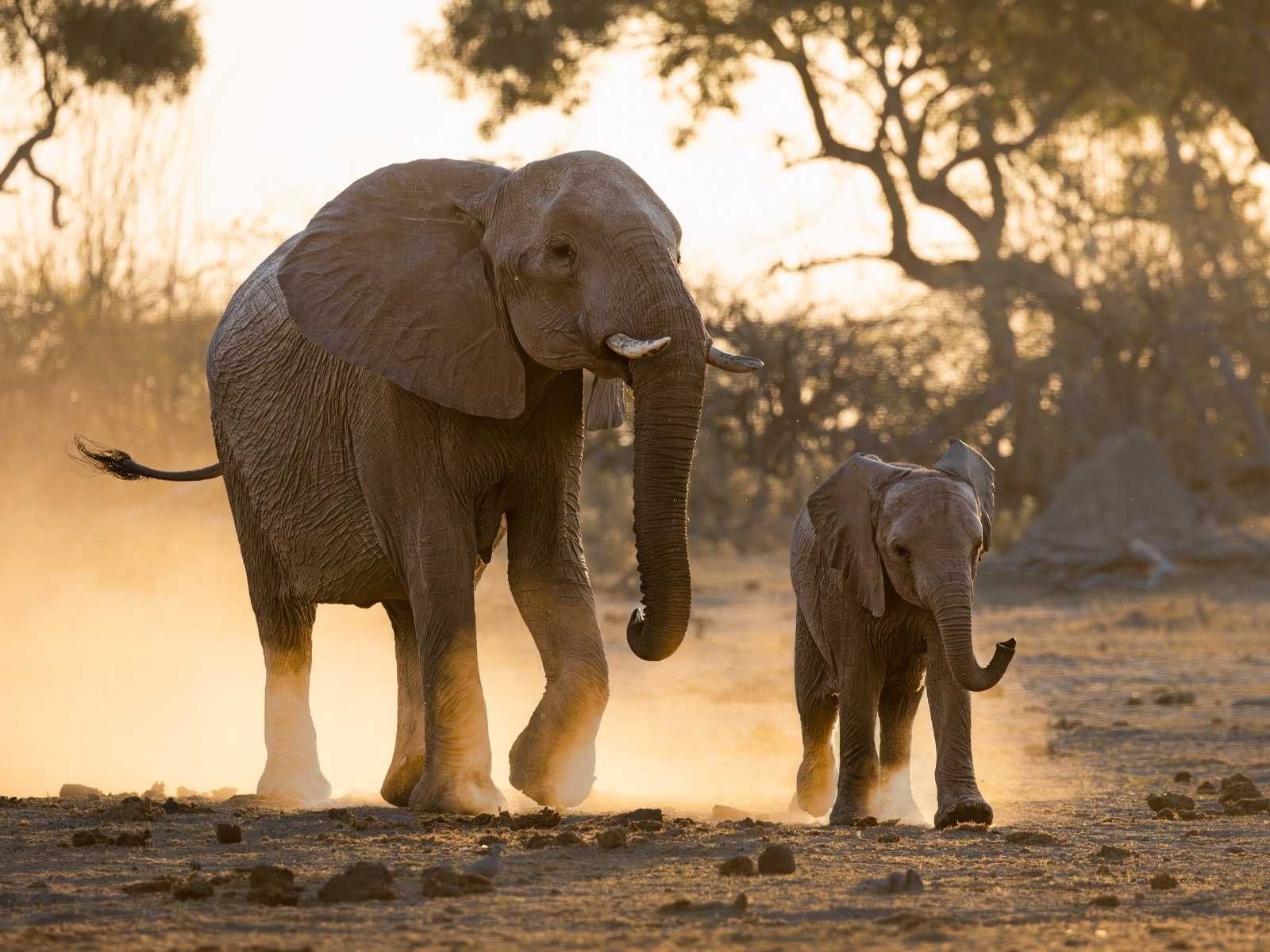 Elephant and calf walking through dusty woodland in Botswana