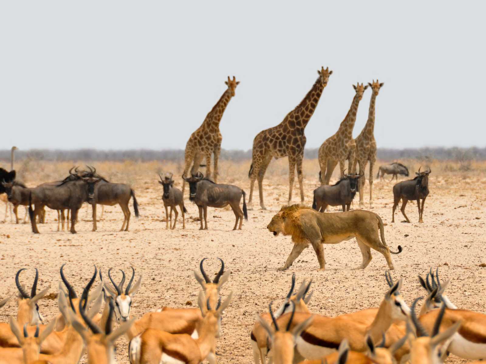 Giraffes and springbok at a waterhole in Etosha National Park, Namibia