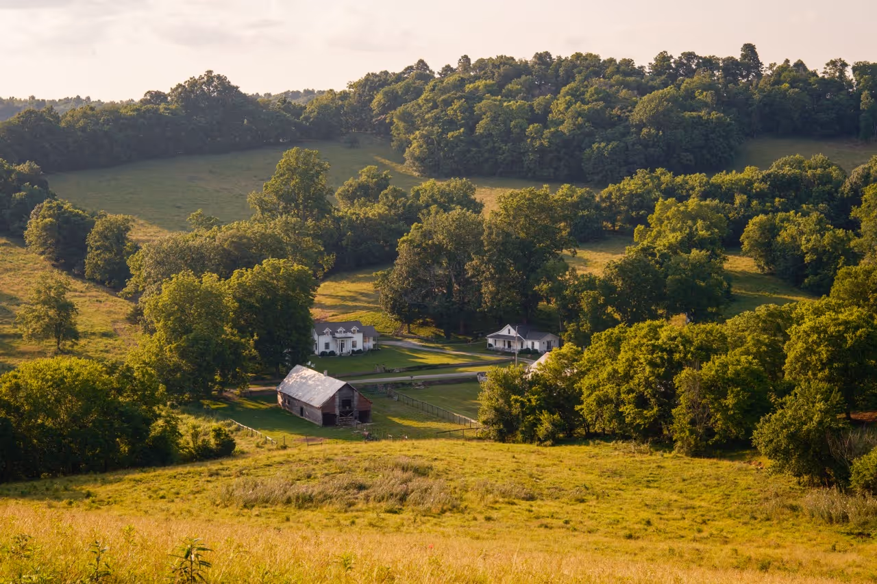 Cows on a farm in middle Tennessee