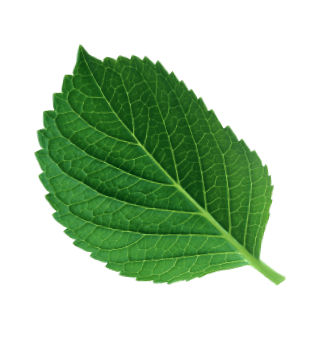 Parallax Leaf Image