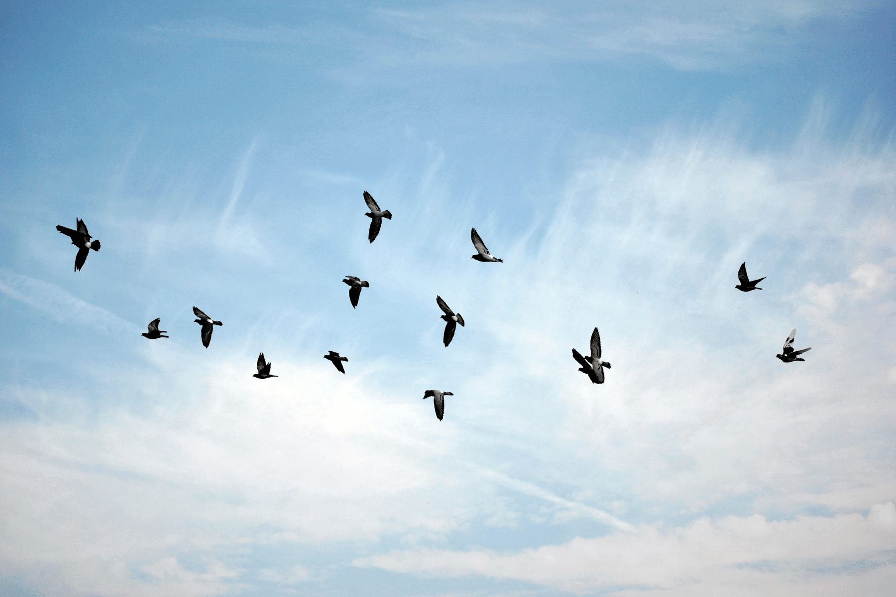 Bird-Watching as a Hobby in Memory Care