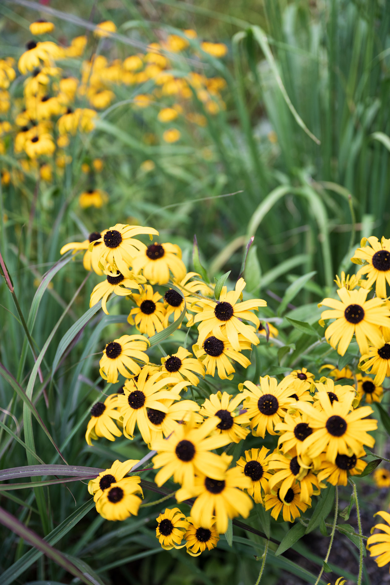A vibrant cluster of yellow Black-eyed Susan flowers in full bloom at Leach Botanical Garden, showcasing the natural beauty of the Portland event.