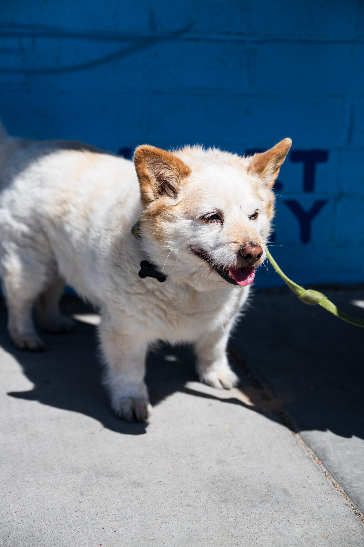 A close-up portrait of a small, fluffy white and tan dog on a green leash standing on a sunny sidewalk. The dog is panting happily against a bright blue wall during a commercial photoshoot for the Ashbean PDX agency expansion.
